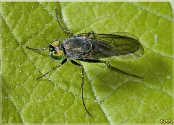  Dolichopodidae discifer  Dolichopodidae 