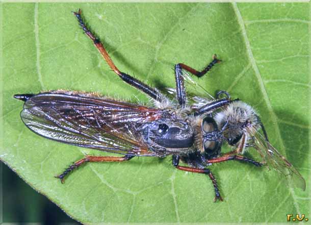  Dolopus simulans  Asilidae 