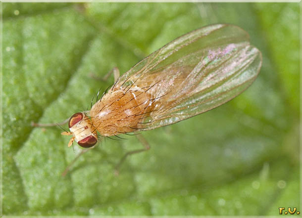  Dryomyza flaveola  Dryomyzidae 