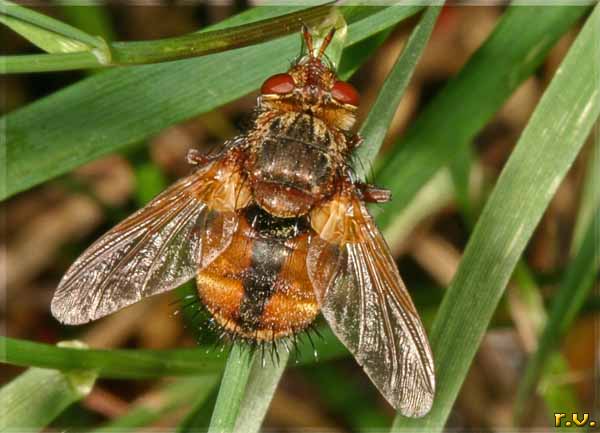  Echinomyia fera  Tachinidae 