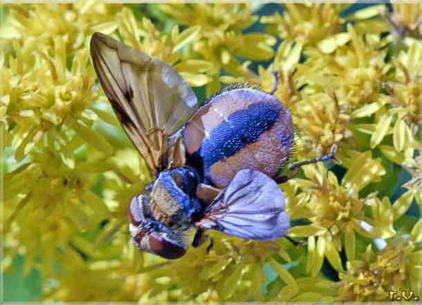  Ectophasia crassipennis  Tachinidae 