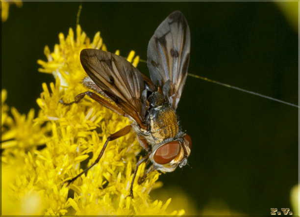  Ectophasia oblonga  Tachinidae 