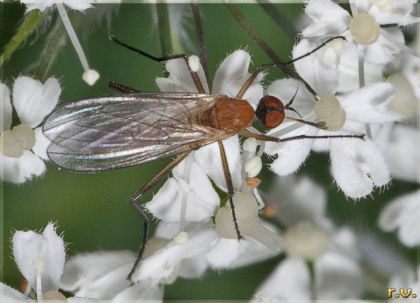  Empis digramma  Empididae 