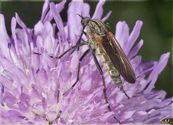  Empis livida  Empididae 