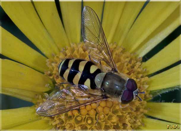  Epistrophe diaphana  Syrphidae 
