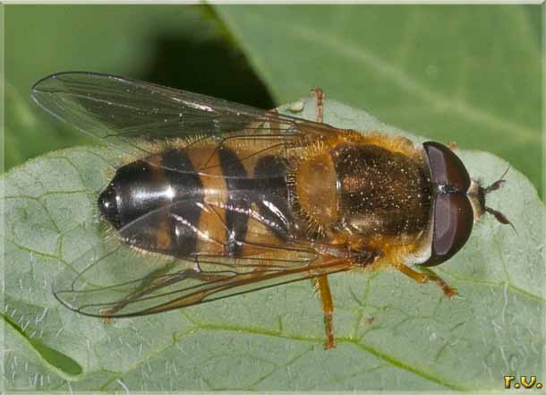  Epistrophe eligans  Syrphidae 