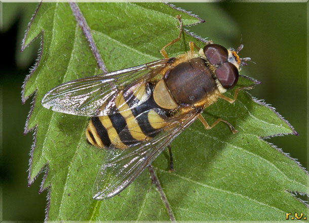  Epistrophe grossulariae  Syrphidae 