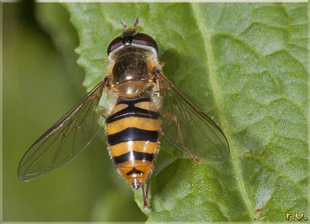  Epistrophe melanostoma  Syrphidae 
