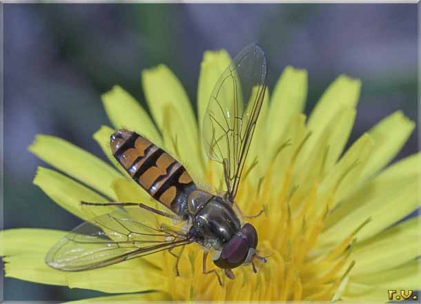  Episyrphus balteatus  Syrphidae 