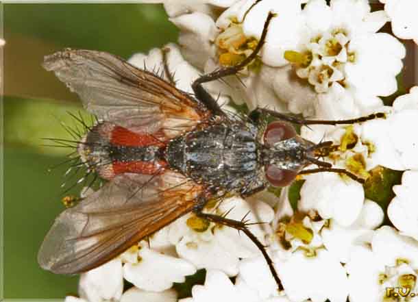  Eriothrix rufomaculatus  Tachinidae 