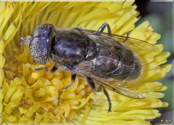 Eristalinus aeneus  Syrphidae 