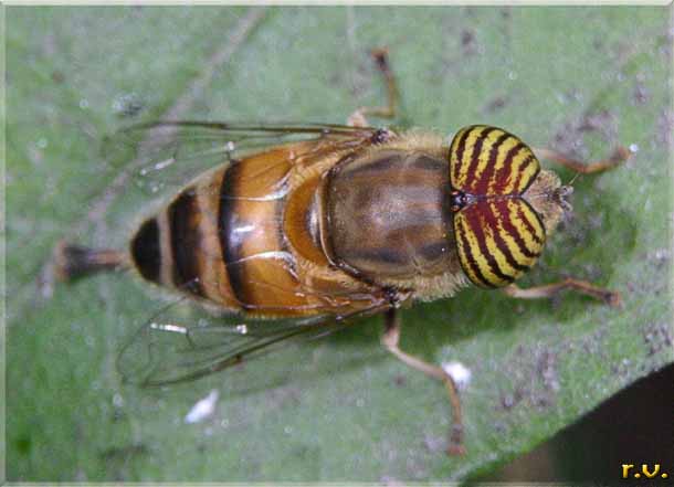  Eristalinus taeniops  Syrphidae 