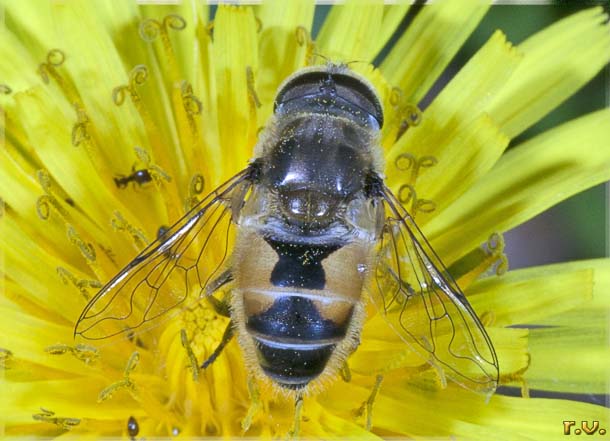  Eristalis arbustorum  Syrphidae 