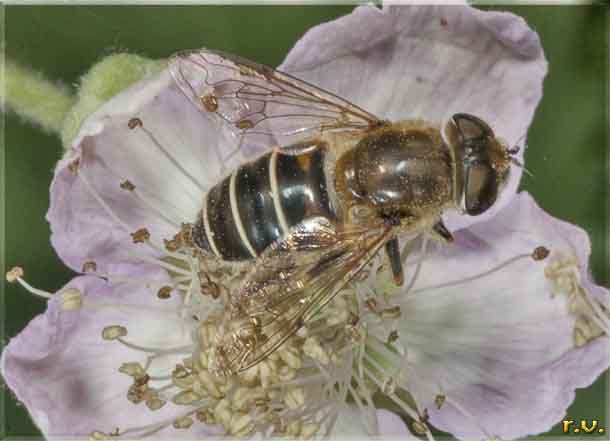  Eristalis dimidiata  Syrphidae 