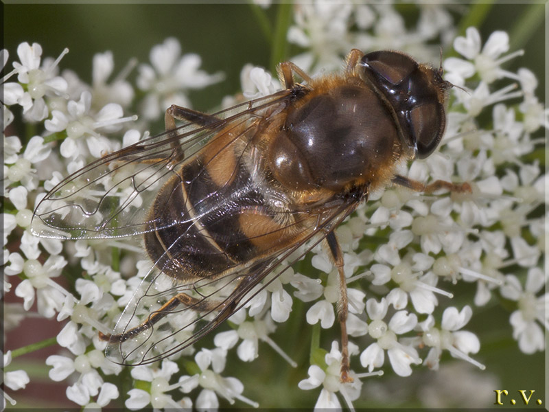  Eristalis interruptus  Syrphidae 