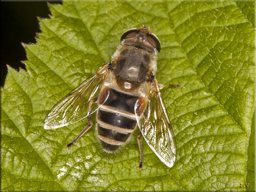  Eristalis nemorum  Syrphidae 