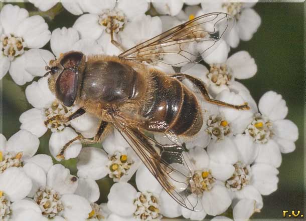  Eristalis tenax  Syrphidae 