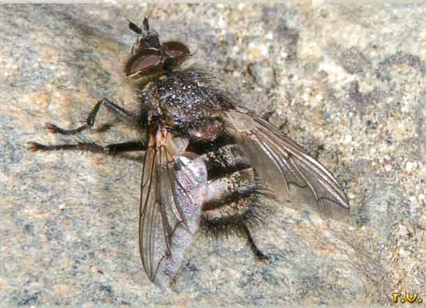  Ernestia puparum  Tachinidae 