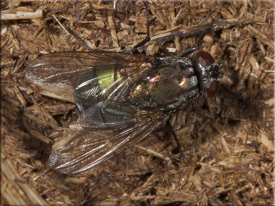  Eudasyphora cyanella  Muscidae 