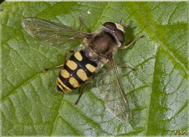 Eupeodes corollae