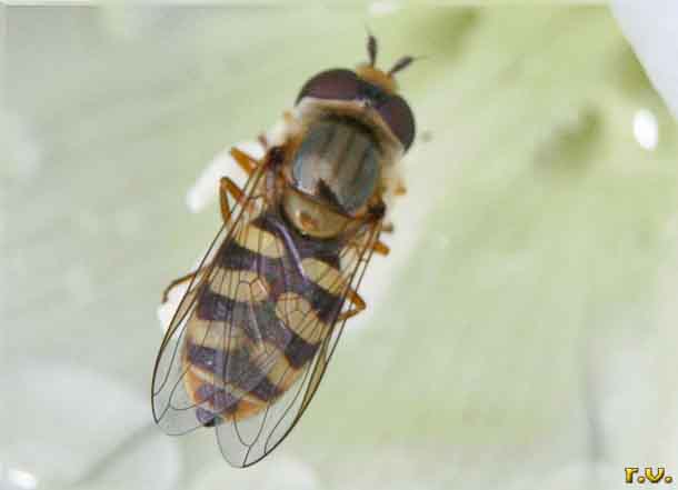 Eupeodes luniger  Syrphidae 