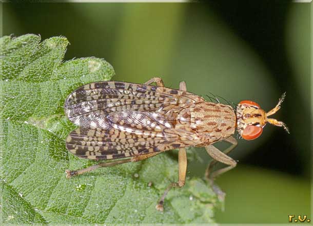  Euthycera chaerophylli  Sciomyzidae 
