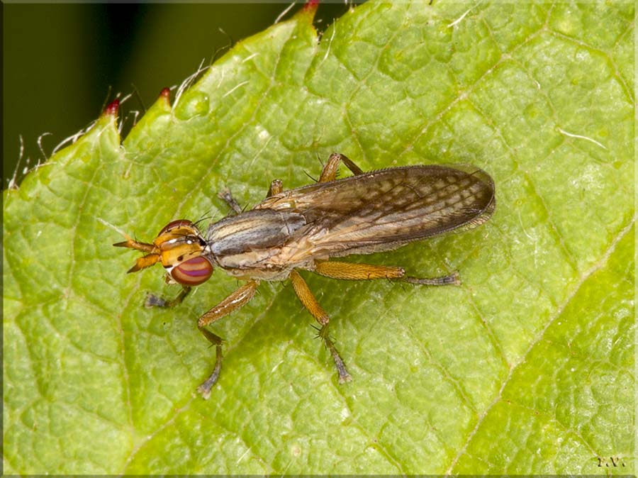  Euthycera fumigata  Sciomyzidae 