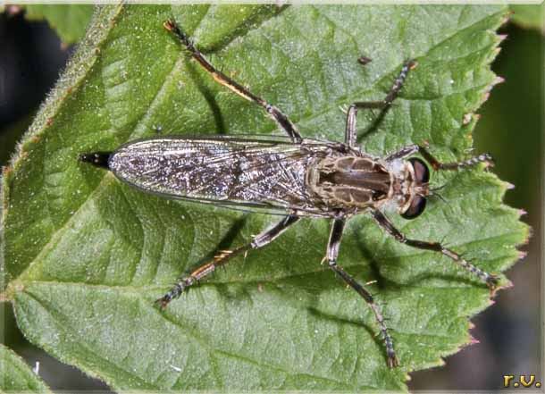  Eutolmus rufibarbis  Asilidae 