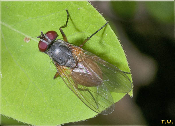  Fannia lustrator  Fanniidae 