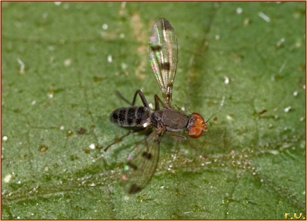  Geomyza tripunctata  Opomyzidae 