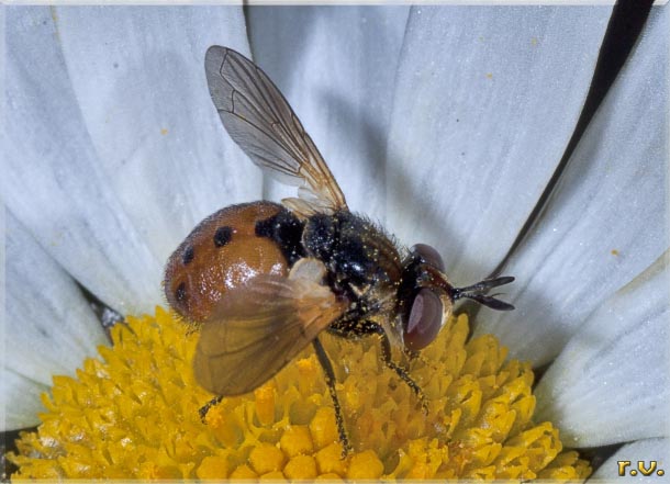  Gymnosoma clavatum  Tachinidae 