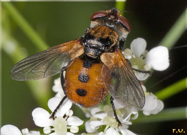  Gymnosoma rotundatum  Tachinidae 