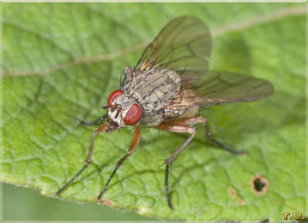  Helina impuncta  Muscidae 