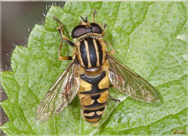  Helophilus pendulus  Syrphidae 