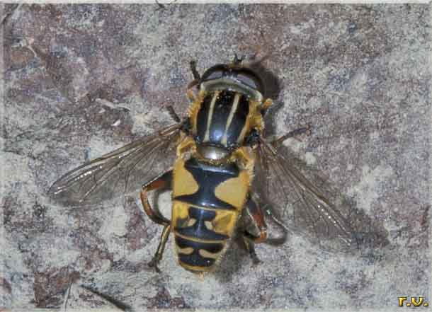 Helophilus trivittatus  Syrphidae 
