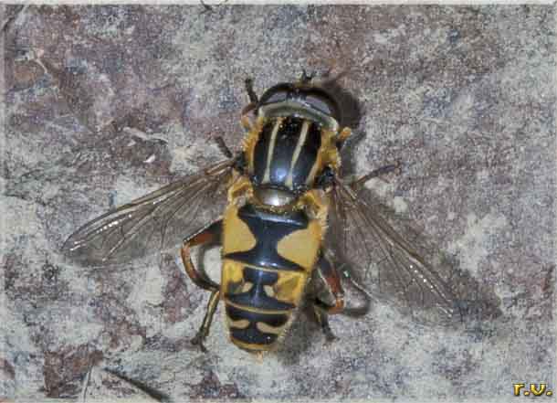 Helophilus trivittatus