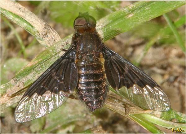  Hemipenthes morio  Bombyliidae 