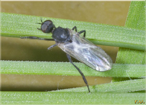  Hilara maura  Empididae 