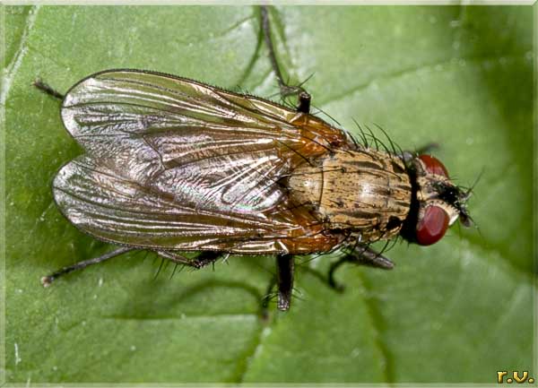  Hydrophoria lancifer  Anthomyiidae 