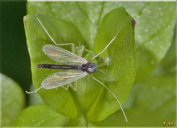  Hyporhygma quadripunctatum  Chironomidae 