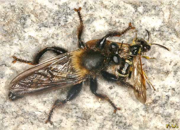  Laphria ephippium  Asilidae 