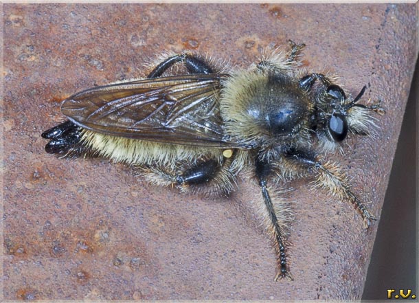 Laphria flava