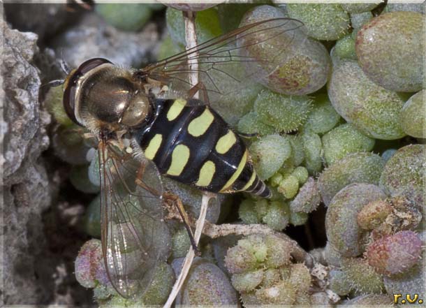  Lapposyrphus lapponicus  Syrphidae 