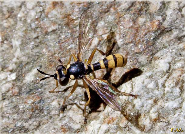  Leopoldius coronatus  Conopidae 