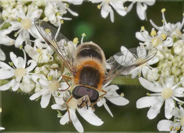  Leucozona glaucia  Syrphidae 