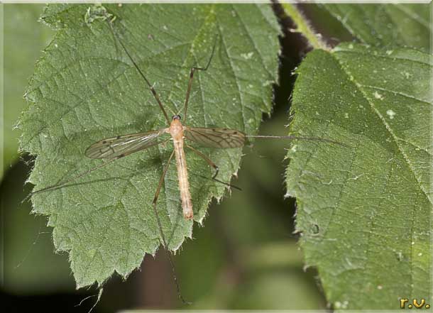  Limonia phragmitidis  Limoniidae 