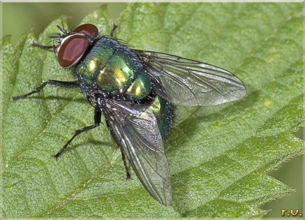  Lucilia caesar  Calliphoridae 