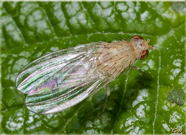  Lyciella rorida  Lauxaniidae 