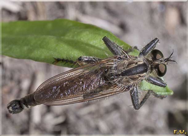  Machimus cingulatus  Asilidae 