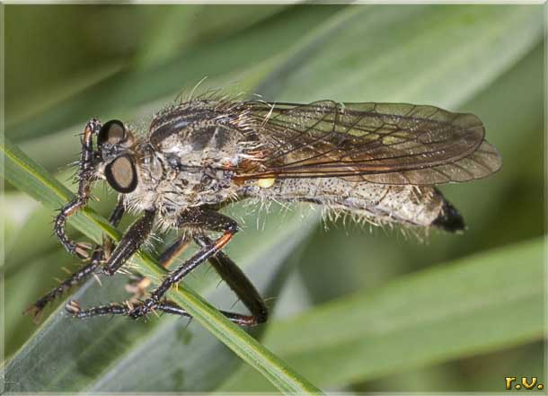  Machimus notatus  Asilidae 